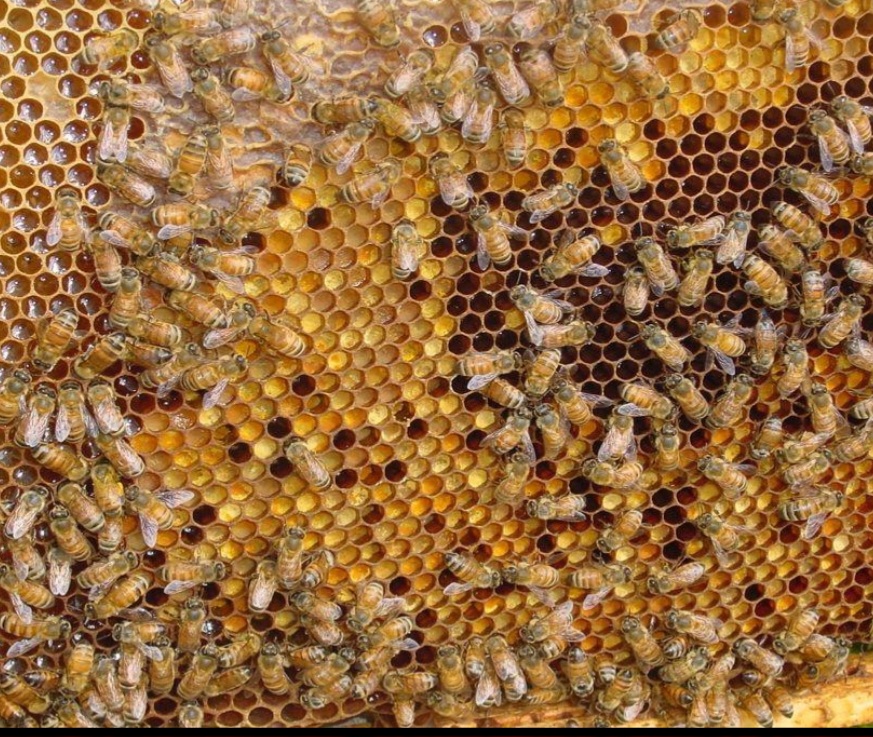 عسل خالص و طبیعی