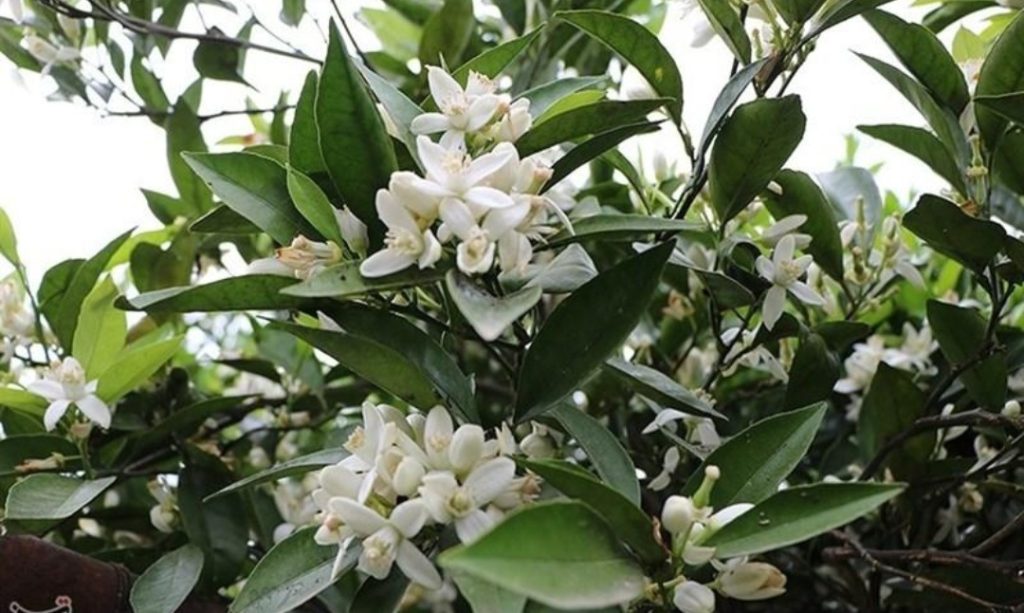 عرق بهار نارنج اصل