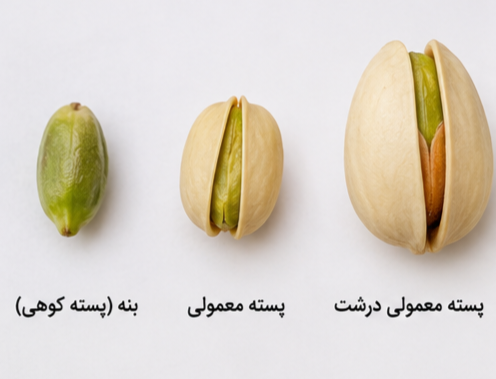 تفاوت پسته کوهی و پسته معمولی